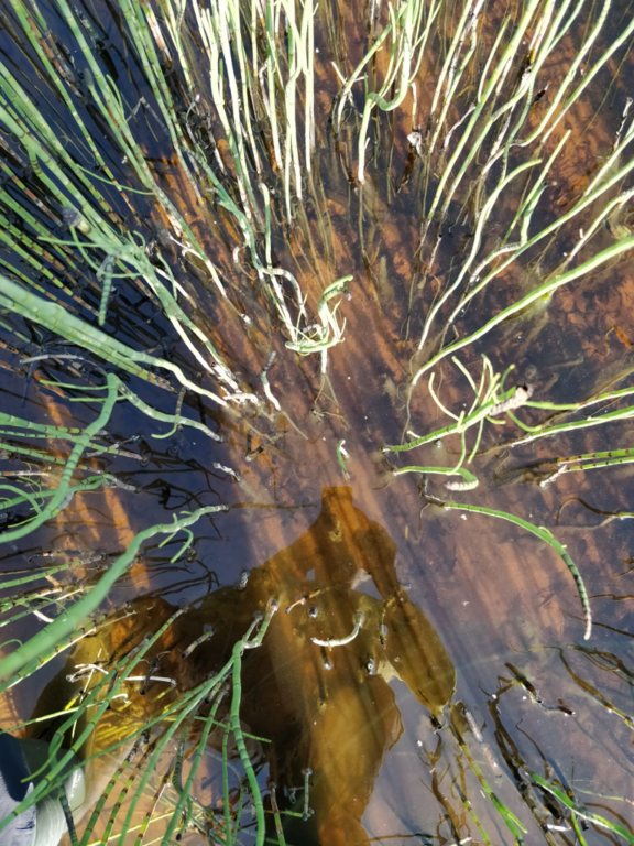 Rytinkijärvi (61.522.1.001)-Valtakunnallinen sinileväseuranta (Rytinkisalmi)-ObsIMG-202307111100-64ad1021d16a6.png