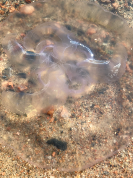 Tiedosto:Seurasaari-Munkkiniemen uimaranta-ObsJELLY-202410031616-66fe9986da77c.png