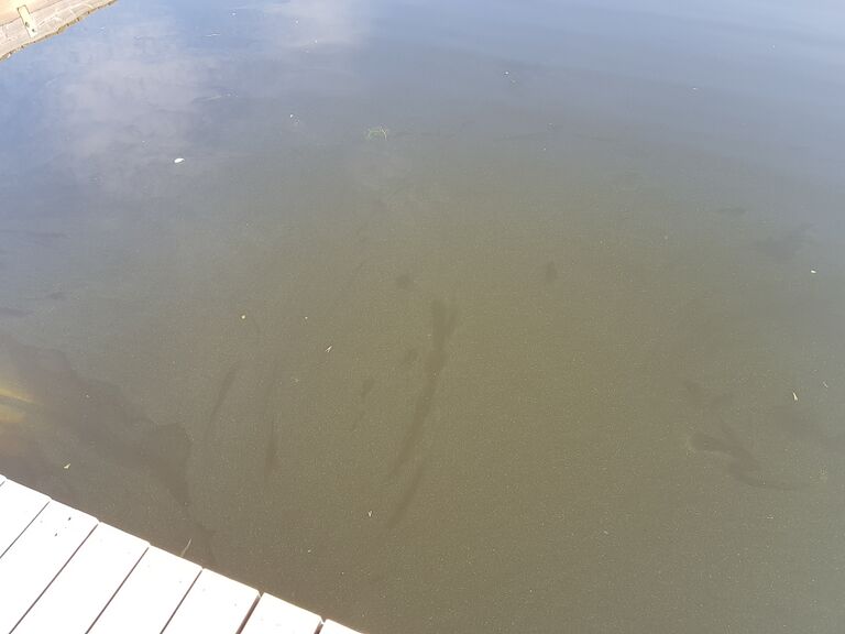 Siilinjärvi (04.611.1.010)-Valtakunnallinen sinileväseuranta (Siilinlahti)-ObsALG-201908271115-57.jpg