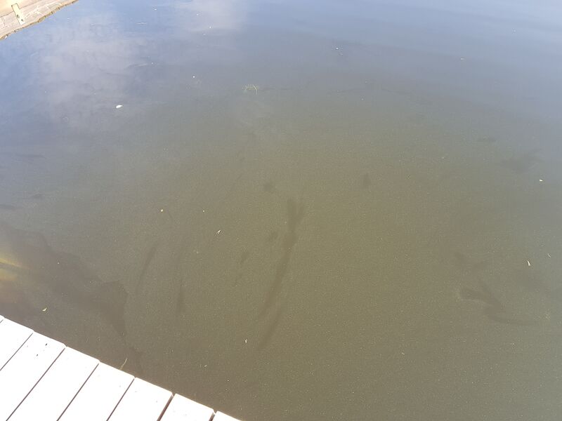 Tiedosto:Siilinjärvi (04.611.1.010)-Valtakunnallinen sinileväseuranta (Siilinlahti)-ObsALG-201908271115-57.jpg