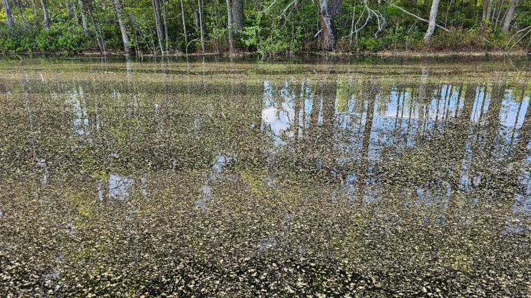 Suvasvesi (04.273.1.001)-Rotarien sinileväseuranta (Ukonlahti)-ObsIMG-202405292106-6657702760514.png