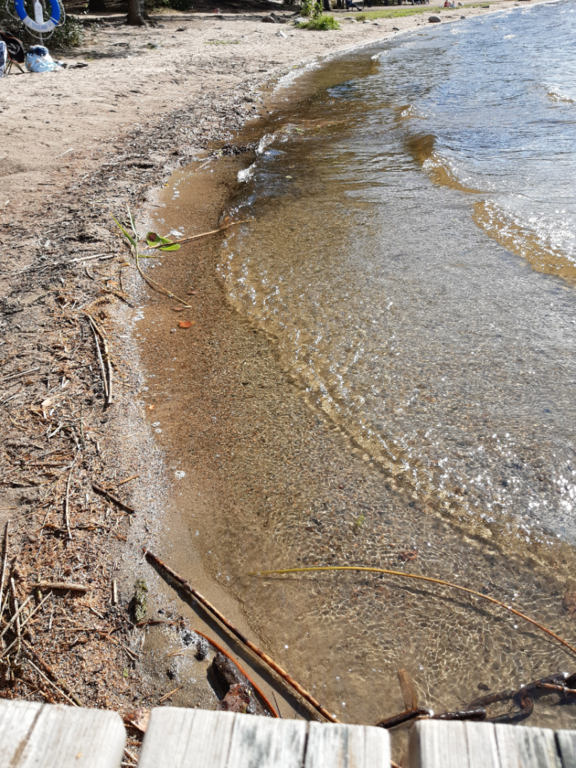 Tuomiojärvi (14.291.1.002)-Valtakunnallinen sinileväseuranta-ObsALG-202508131555-1755090013542.png