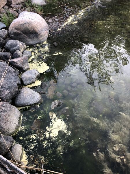 Tiedosto:Iso- ja Pikku-Nauvon vesialue-Käldinge strand-ObsIMG-202006032000-52.jpeg