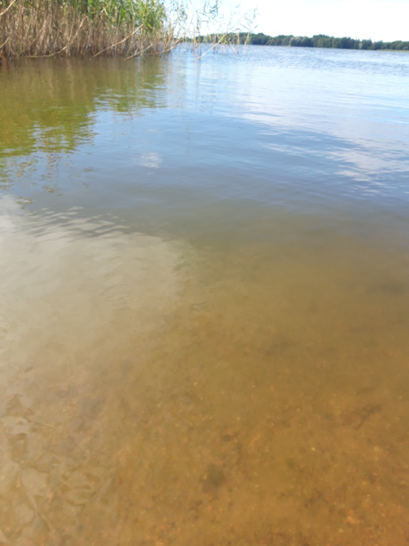 Köyliönjärvi (34.054.1.001)-Valtakunnallinen sinileväseuranta (Yttilän Otta)-ObsALG-202208301055-630dc435517b0.png