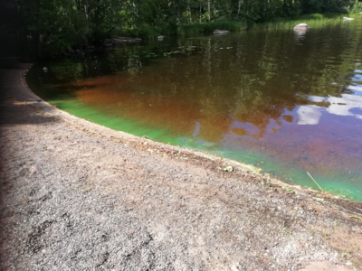 Siikaisjärvi (36.065.1.002)-Kunnannokka-ObsIMG-202207251555-62de932c426df.png