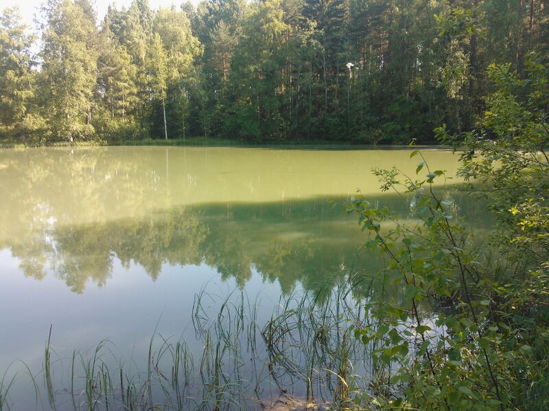 Tiedosto:WP 000784.jpg