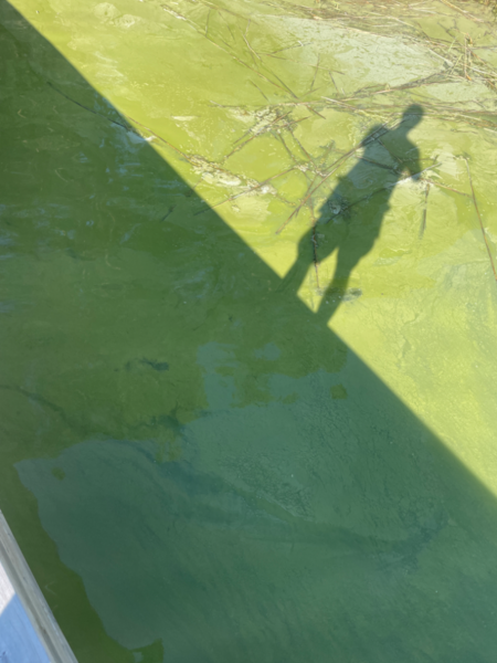 Tiedosto:Halikonlahden pohjoinen haara-Mäntykallio-ObsALG-202407241750-66a1157df3ed5.png