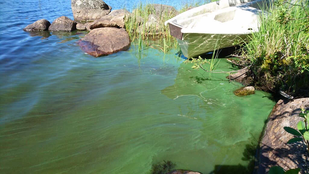 Jokijärvi (14.674.1.031)-Jokijärvi-ObsIMG-201707071125-89.jpg