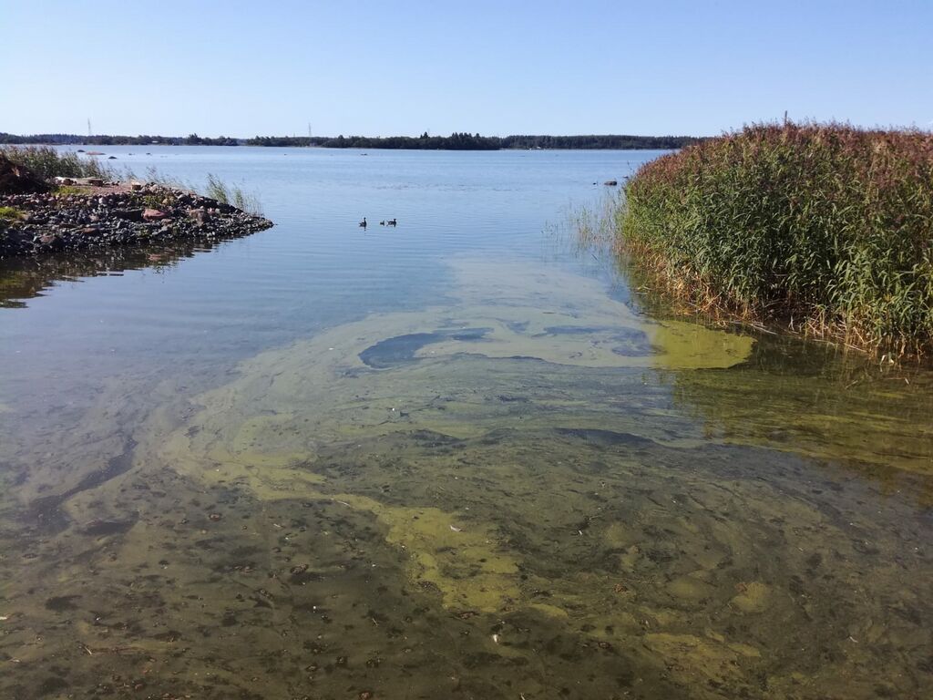 Kuuskarinselkä-Etelänmäentie 46 Pori mökkiranta-ObsIMG-201907250815-78.jpg