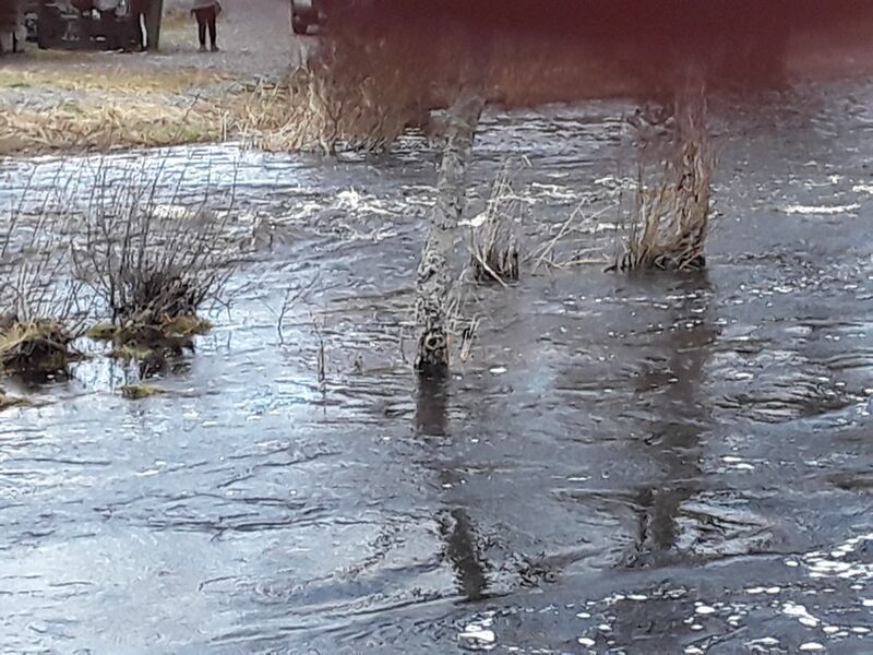 Tiedosto:Merikarvianjoen suualue (36.011)-Holmankoski-ObsIMG-201805071159-6.jpg