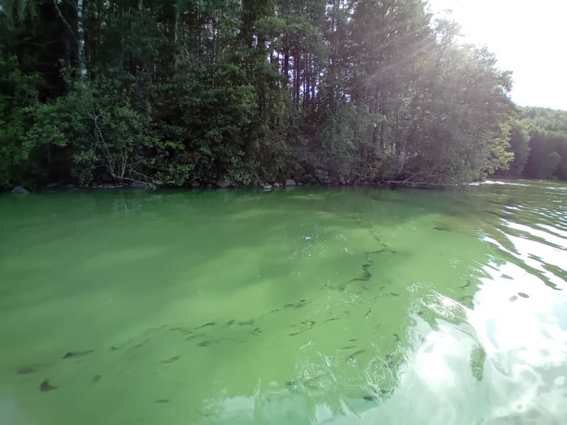 Tiedosto:Hiidenvesi (23.031.1.001)-Rysätarha-ObsALG-202308121745-64d88eef6f624.png