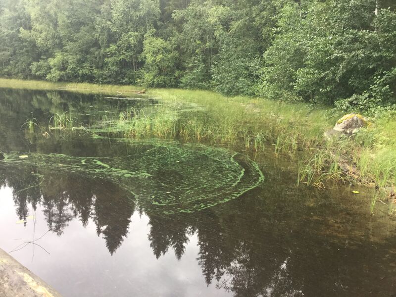 Tiedosto:Iso-Mietiäinen (14.929.1.011)-Kalliolahti-ObsIMG-202008302000-80.jpeg