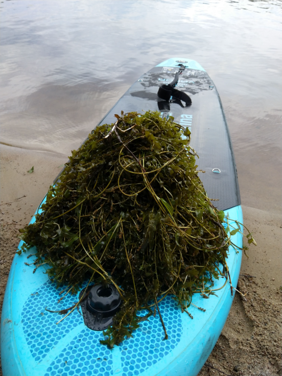 Isojärvi (36.014.1.001)-Nälkäluodon edusta-ObsELODEA-202106261239-60dc4099ba384.png