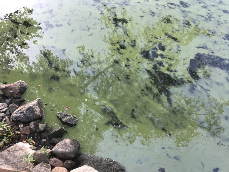 Kakskerranjärvi (95.110.1.001)-Kakskerranjärvi itäpää-ObsALG-202008190659-51.jpeg