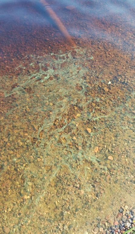 Kalajärvi (42.073.2.001)-Kalajärvi-ObsIMG-202507241811-68824de9dc8c3.png