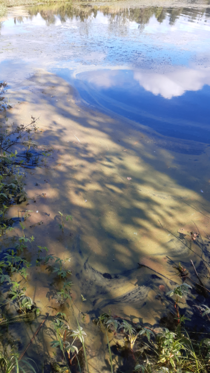 Kuontijärvi (73.052.1.002)-Kuontijärvi, länsi-ObsIMG-202308221140-64e47cab1cec0.png