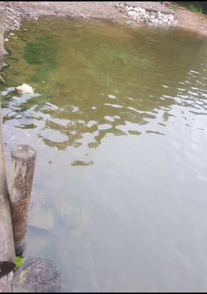 Tiedosto:Lohjanjärvi (23.021.1.001)-Havaintopaikka 4-ObsIMG-202009091719-83.jpg