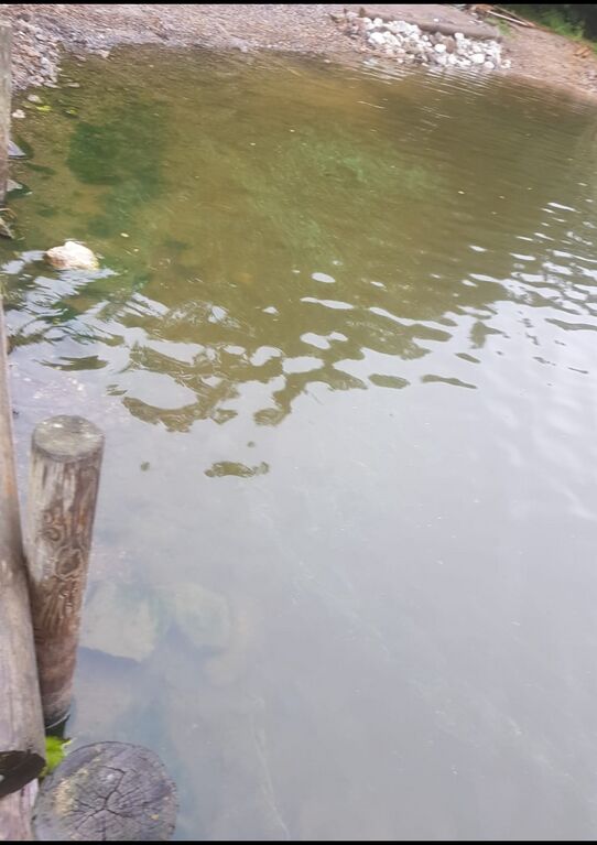 Lohjanjärvi (23.021.1.001)-Havaintopaikka 4-ObsIMG-202009091719-83.jpg