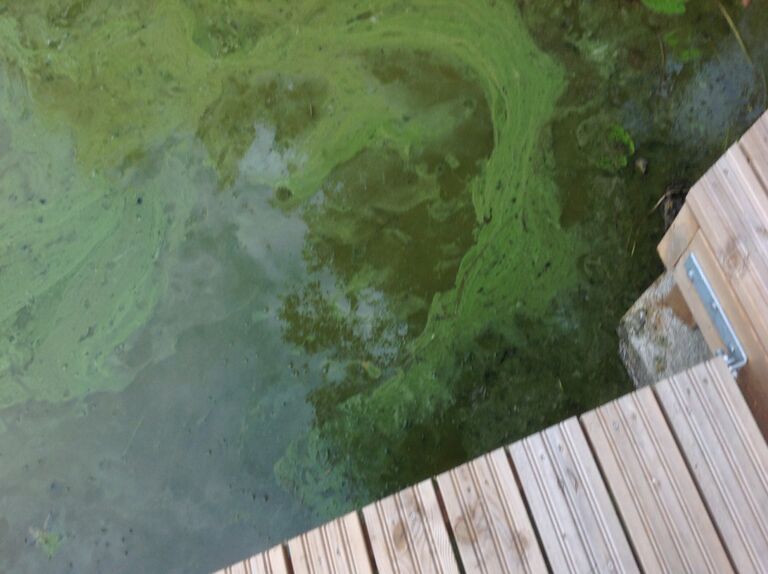 Mäyhäjärvi (35.250.1.001)-Havaintopaikka 1-ObsIMG-201707281810-44.jpg