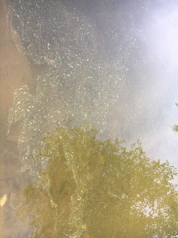 Pyhäjärvi (35.211.1.001)-Valtakunnallinen sinileväseuranta (Lehtiniemi)-ObsIMG-202009150927-61.jpg