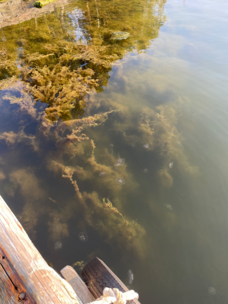 Tiedosto:Villinki-Havaintopaikka 3-ObsJELLY-202409041845-66d8a072ac003.png