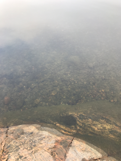 Dragsvik-Rotarien sinileväseuranta (Högholmen)-ObsALG-202308250819-64e8399f15f62.png