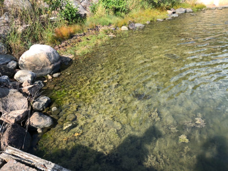 Iso- ja Pikku-Nauvon vesialue-Rotarien sinileväseuranta (Käldinge strand)-ObsALG-202108111136-61138c7687a8d.png