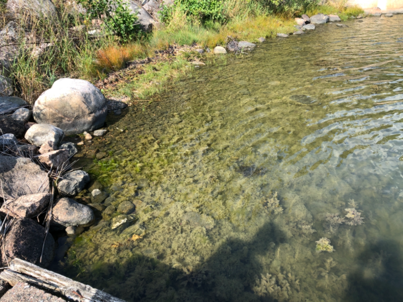 Tiedosto:Iso- ja Pikku-Nauvon vesialue-Rotarien sinileväseuranta (Käldinge strand)-ObsALG-202108111136-61138c7687a8d.png