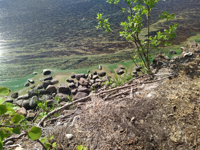 Tiedosto:Kankarisvesi (14.512.1.002)-Rasuanniemi-ObsALG-202306190924-64917f24e9117.png