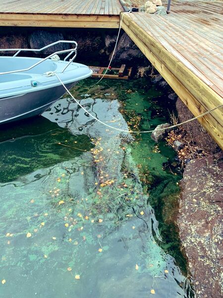 Tiedosto:Replotfjärden-Valtakunnallinen sinileväseuranta (Lilla Tjärubådan)-ObsIMG-202011011500-40.jpeg