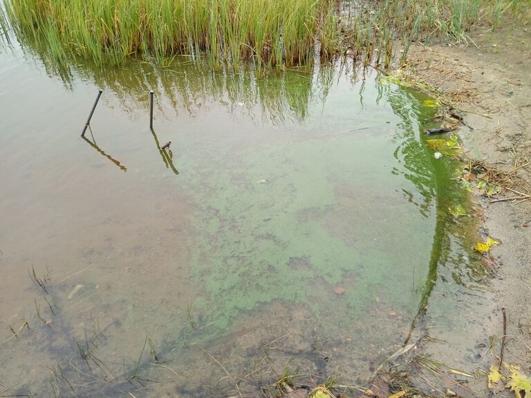 Sinilevät, 10.9.2019.jpg