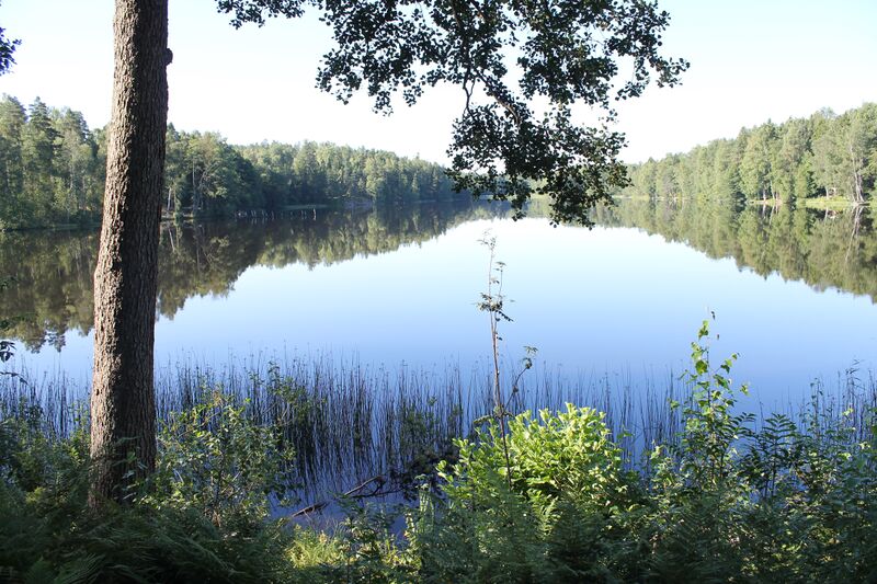 Tiedosto:Storträsk Brunnebergintie länsiranta.JPG
