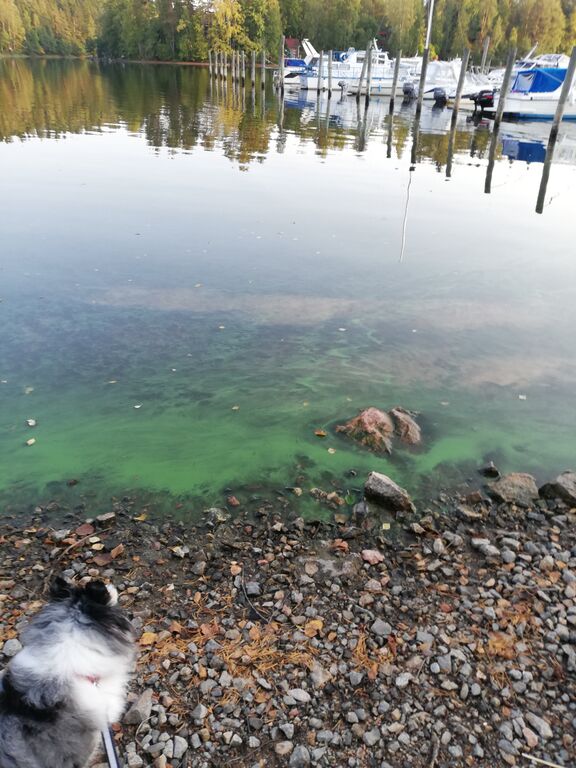 Kallavesi (yhd.)-Joku pikku satama-ObsIMG-201909101850-50.jpg