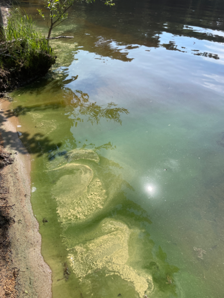 Tiedosto:Kallavesi (yhd.)-Vaajasalo, eteläranta-ObsALG-202306221035-6493fa9d551fe.png