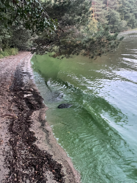 Tiedosto:Kallavesi (yhd.)-Vaajasalo, eteläranta-ObsALG-202309112001-64ff479d427db.png