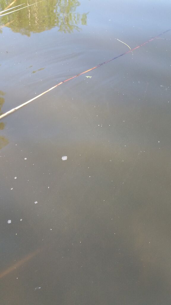 Kevätön (04.652.1.026)-Havaintopaikka 1-ObsALG-201807231920-77.jpg