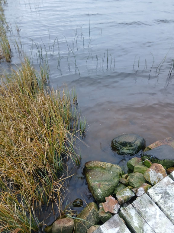 Konsajärvi (65.592.1.017)-Hevoskummun Upseeriparantola-ObsIMG-202510031730-1759563875697.png