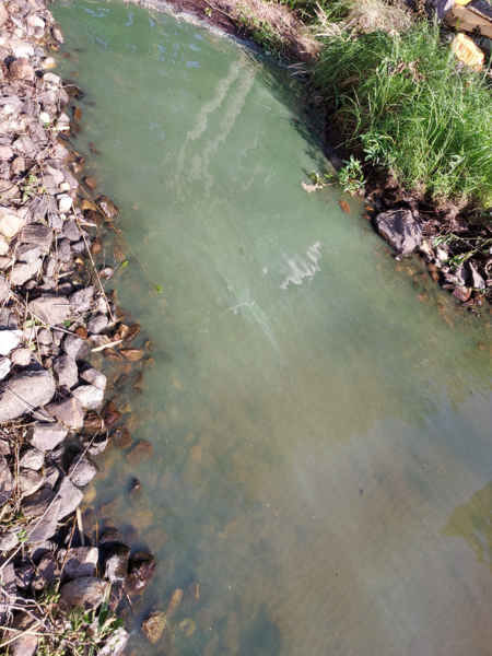 Tiedosto:Nilakka (14.731.1.001)-Kemilännlemi-ObsALG-202107261725-60fec6cb7122b.png