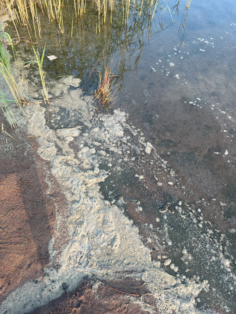 Paimionlahden rannikkoalue (92.211)-Raadelman uimaranta-ObsALG-202507242006-688269112a853.png