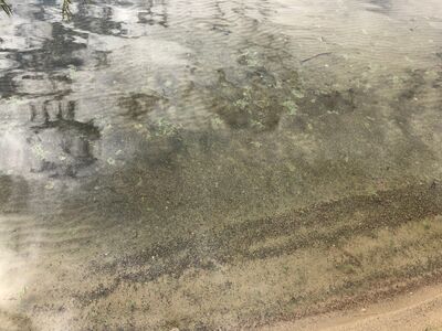 Pakanranta 26.6.2019.jpg