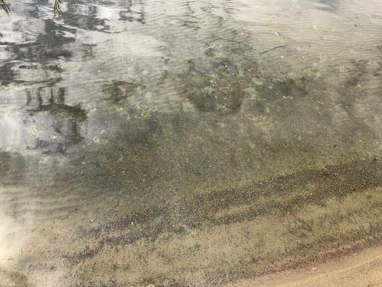 Pakanranta 26.6.2019.jpg