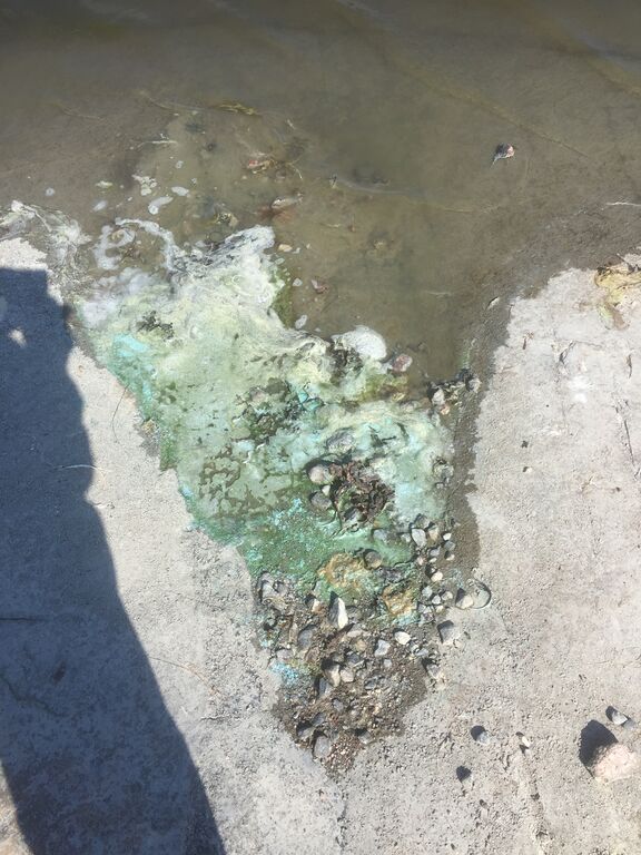 Sandöfjärden-Rotarien sinileväseuranta (Lökholmen)-ObsALG-202006171643-3.jpeg