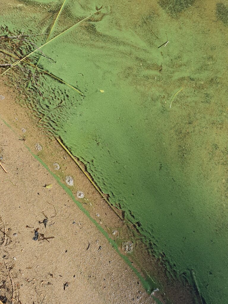 Simpelejärvi (yhd.)-Loikonsaari 134-ObsIMG-201906161447-39.jpg