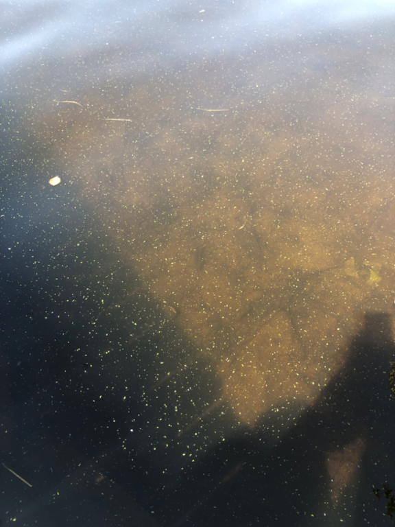 Alasjärvi (35.214.1.004)-Alasjärvi-ObsALG-202306201356-649186852278b.png