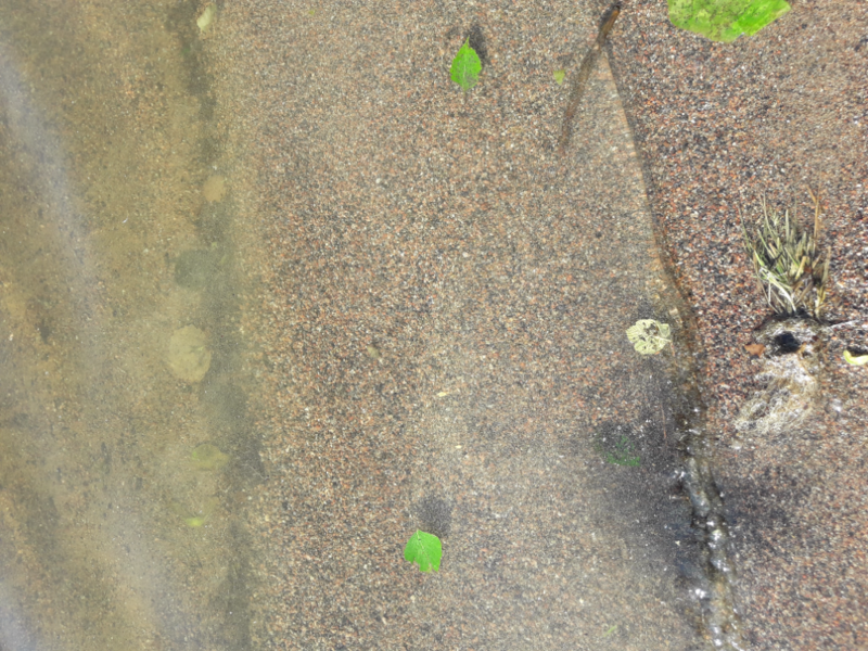 Tiedosto:Pyhäjärvi (35.211.1.001)-Valtakunnallinen sinileväseuranta (Pyynikin uimaranta)-ObsALG-202106220900-60d192f762660.png