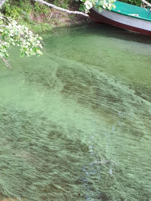 Rehja - Nuasjärvi (59.811.1.001)-Soikonlahti-ObsIMG-202106251726-60d5e81a1cabc.png