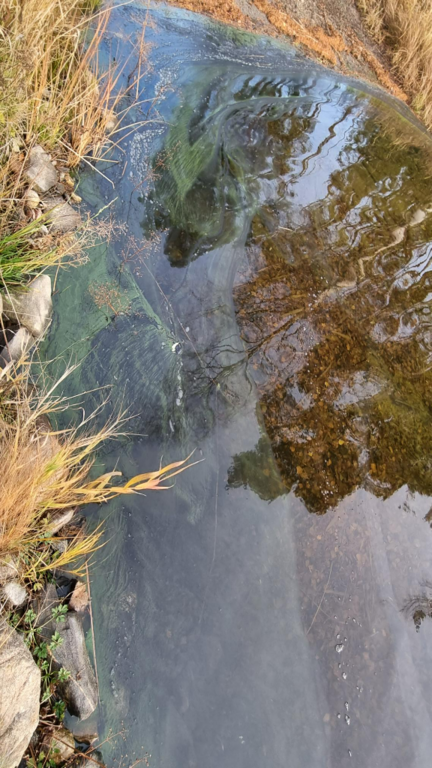 Suvasvesi (04.273.1.001)-Rotarien sinileväseuranta (Ukonlahti)-ObsIMG-202111011406-6184326761fd2.png