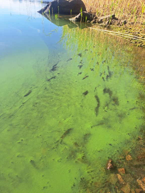 Ukonvesi (Saimaa) (04.151.1.001)-Vassaansaari-ObsIMG-202509051621-68bae49246884.png