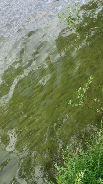 Tiedosto:20180614 141834.jpg