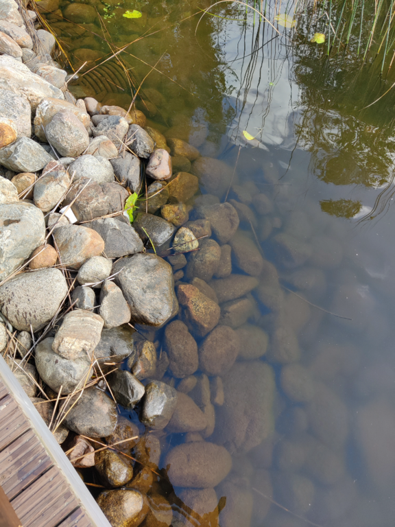 Päijänne (yhd.)-Valtakunnallinen sinileväseuranta (Majutvesi)-ObsALG-202308151611-64dbcf736bf5c.png